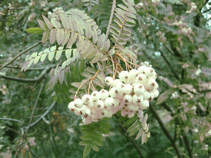 Рябина кёне sorbus koehneana