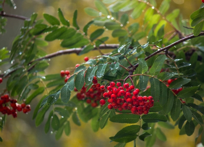 Осень рябина