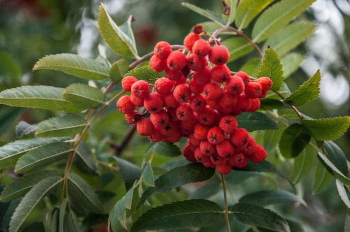 Анфисы рябинницы