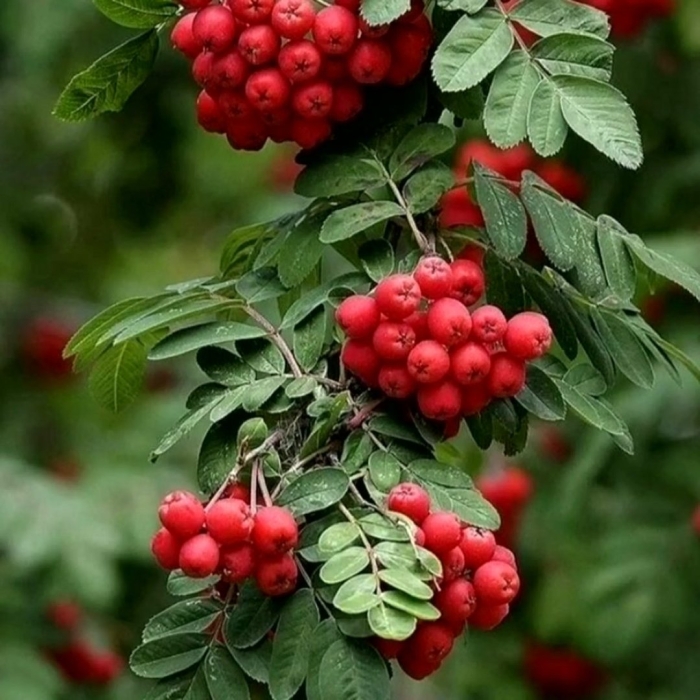 Доброе утро с рябиной