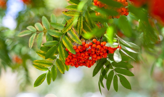 Гроздь рябины рябинка