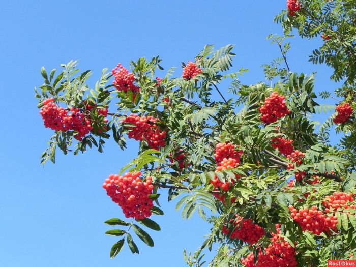 Красная рябина