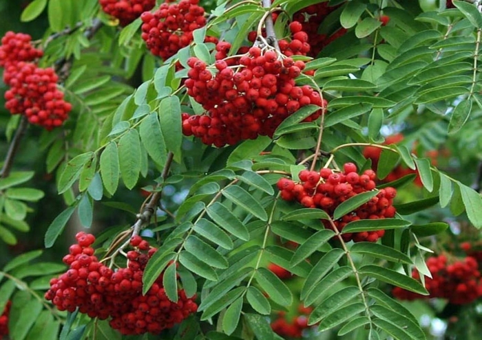 Зимостойкая рябина