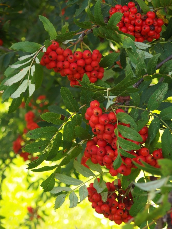 Рябина обыкновенная невежинская