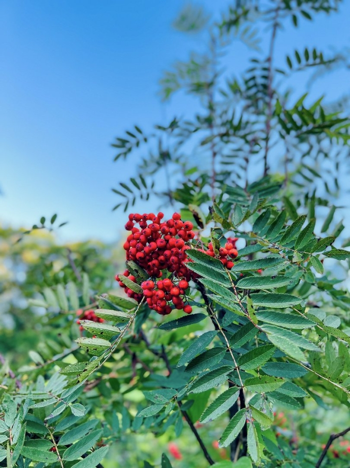 Куст рябины