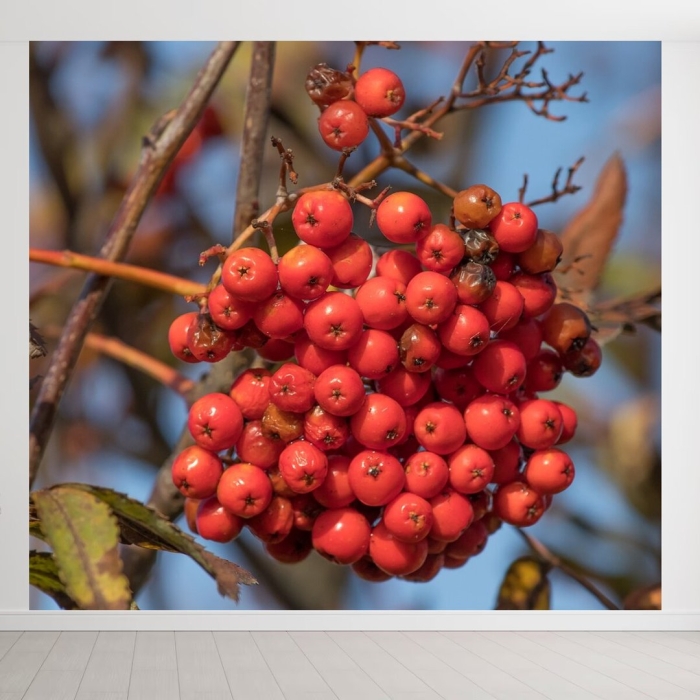 Рябина ред робин