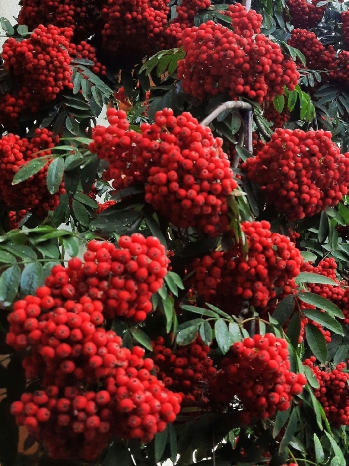 Рябина алая крупная