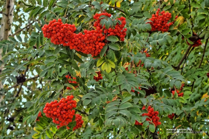 Рябина обыкновенная эдулис