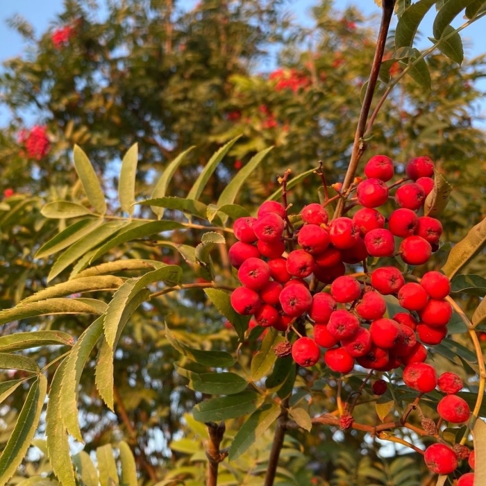 Рябина кавказская