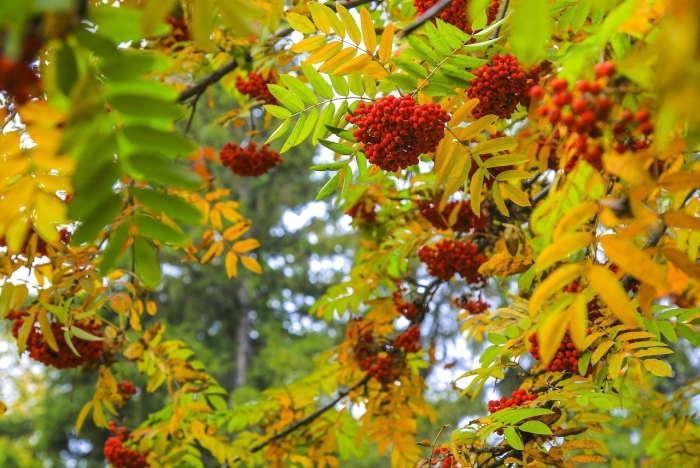 Рябина обыкновенная осенью