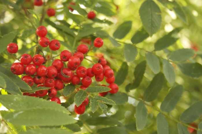 Рябина кавказская