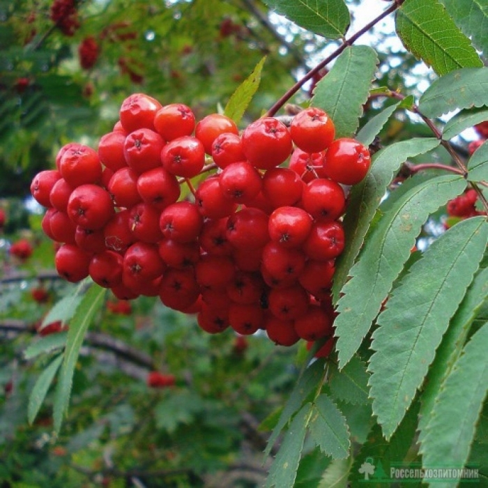 Рябина обыкновенная sorbus aucuparia