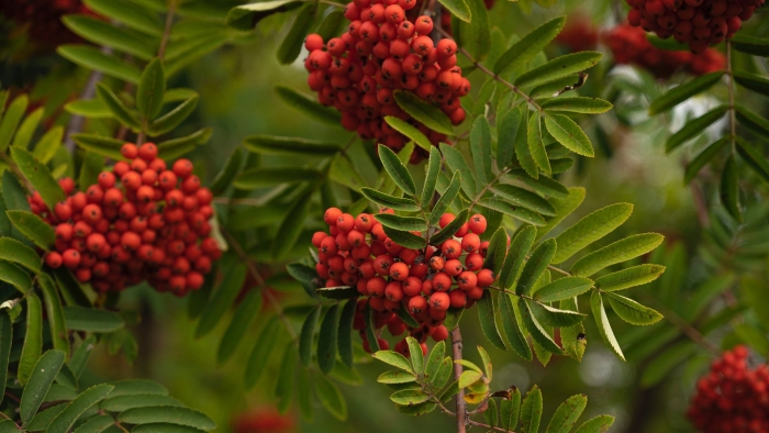 Осень рябина