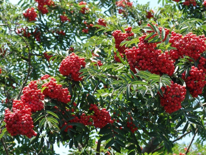 Рябина бузинолистная