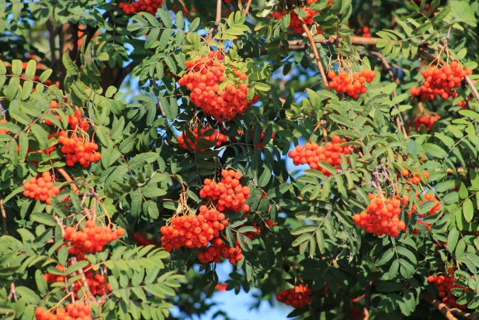 Рябина крымская