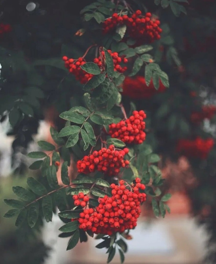 Рябина красная