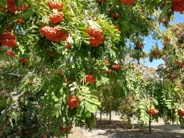 Рябина обыкновенная многоствольная