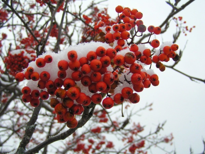 Рябина красная