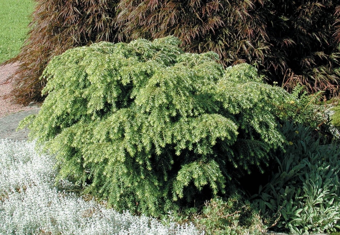 Тсуга канадская джедделох