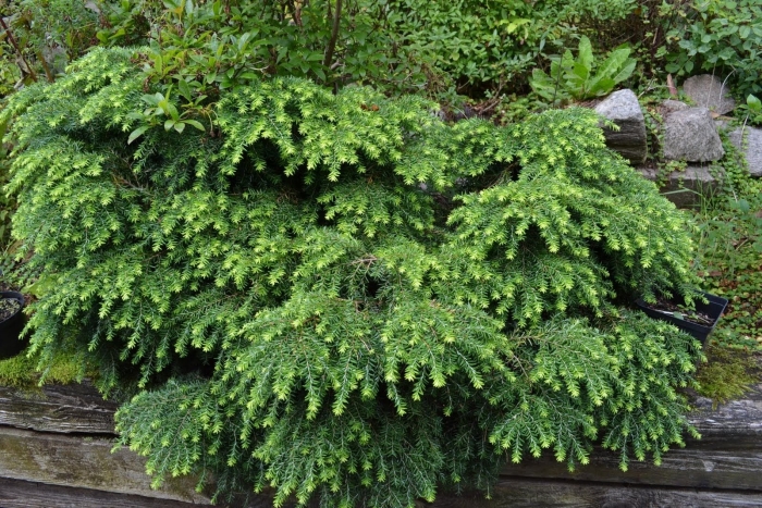 Tsuga canadensis jeddeloh
