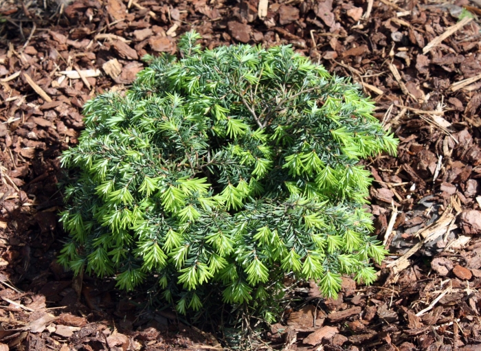 Picea pungens kosno