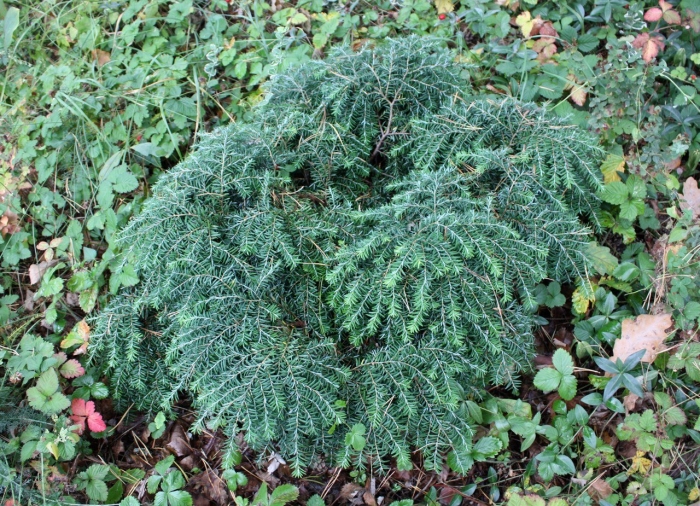 Тсуга канадская джедделох