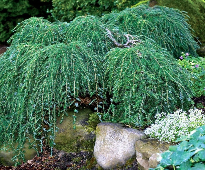 Cedrus deodara pendula