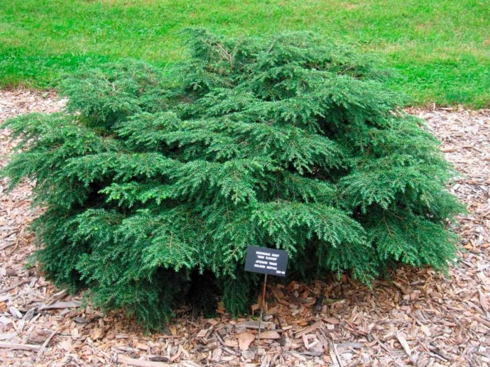 Грин карпет можжевельник