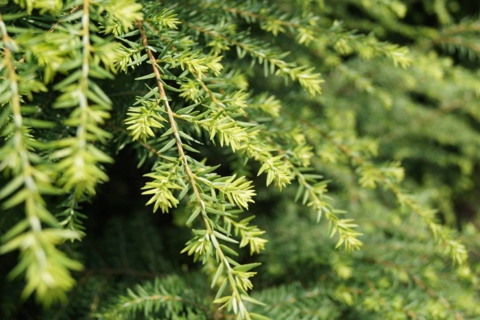 Tsuga canadensis pendula
