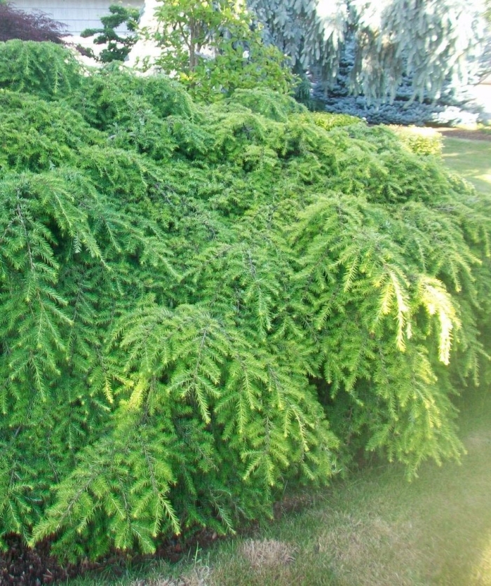 Тсуга джедделох