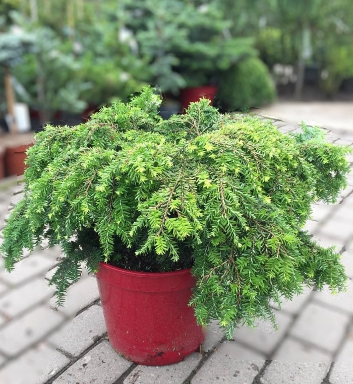 Тсуга канадская джедделох