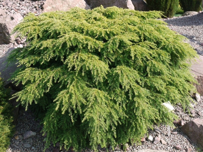 Можжевельник squamata holger