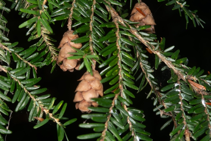 Тсуга каролинская