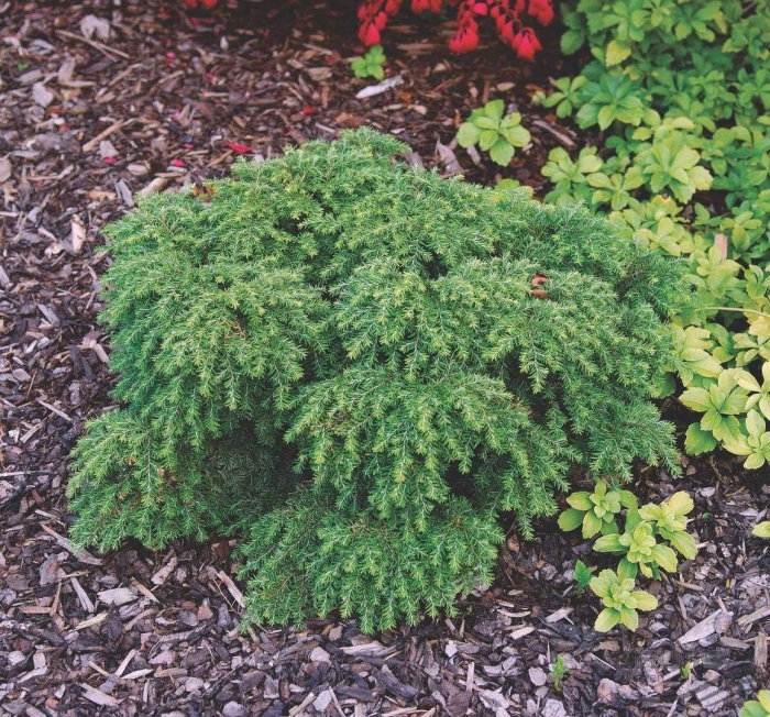 Тсуга канадская tsuga canadensis