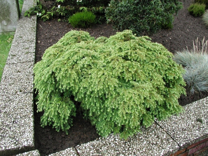 Тсуга канадская джедделох