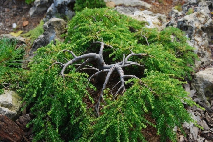 Тсуга горная