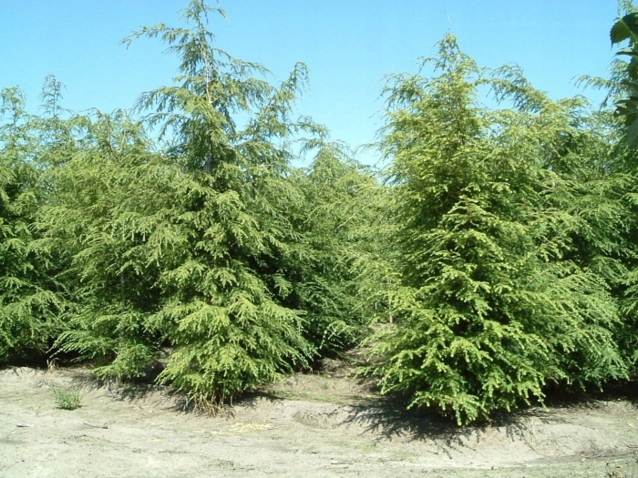Тсуга канадская