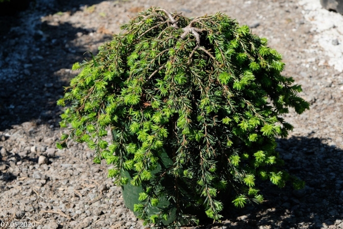 Тсуга канадская джедделох