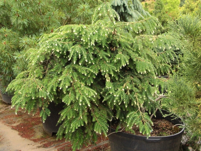 Можжевельник коммунис грин карпет