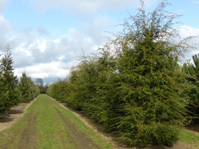Тсуга дерево