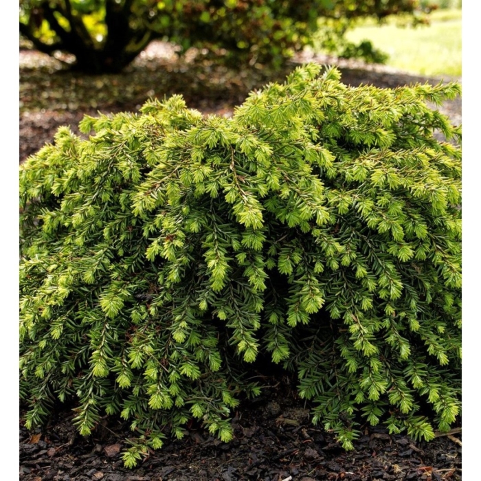 Тсуга канадская джедделох