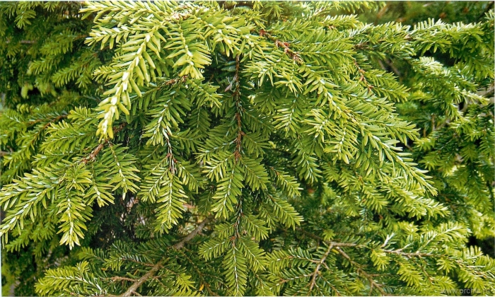 Тсуга канадская хвоя