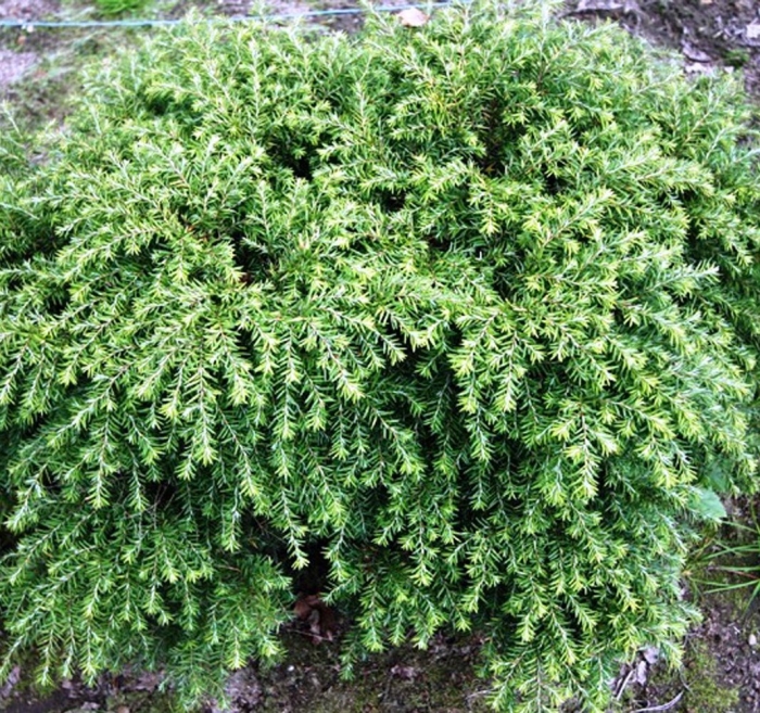 Тсуга канадская нана