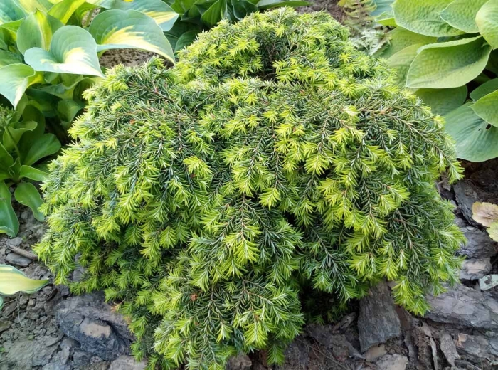 Тсуга канадская джедделох