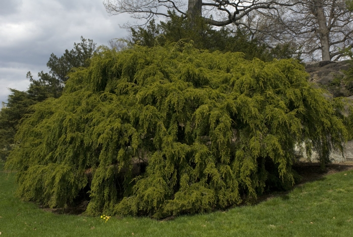 Можжевельник пфитцериана голд