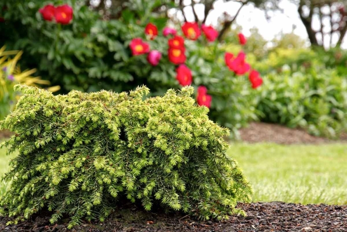 Тсуга канадская джедделох