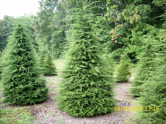 Тсуга канадская хвойные