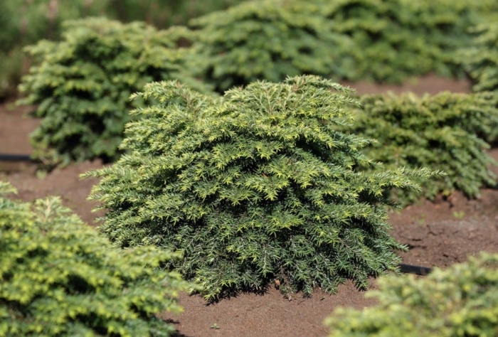 Тсуга канадская джедделох