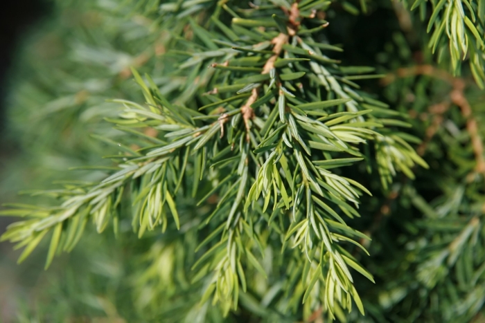 Можжевельник juniperus communis