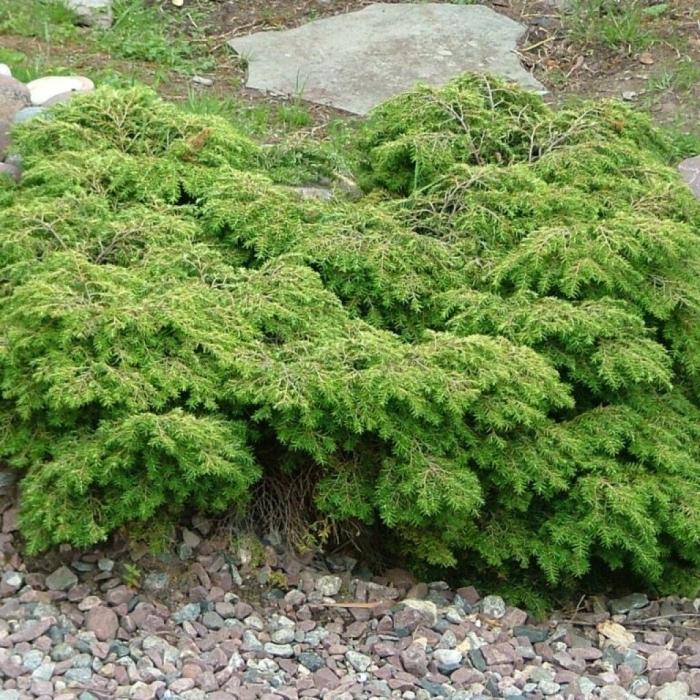 Тсуга канадская джедделох